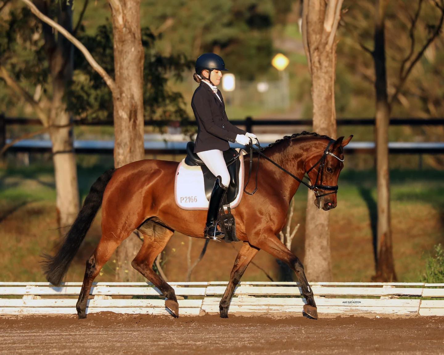 SOLD!! - Serena Ireland Dressage presents for sale | SLH Fire N Ice