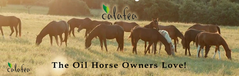 Calafea Horse Oil 100ml or 500ml