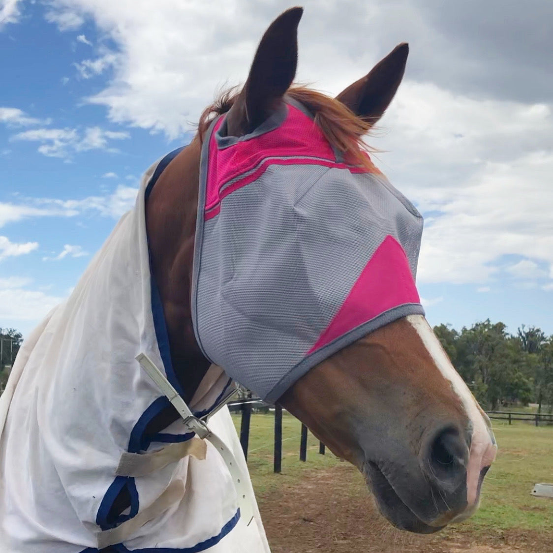 Cashel Fly Mask Sale - Save 15%