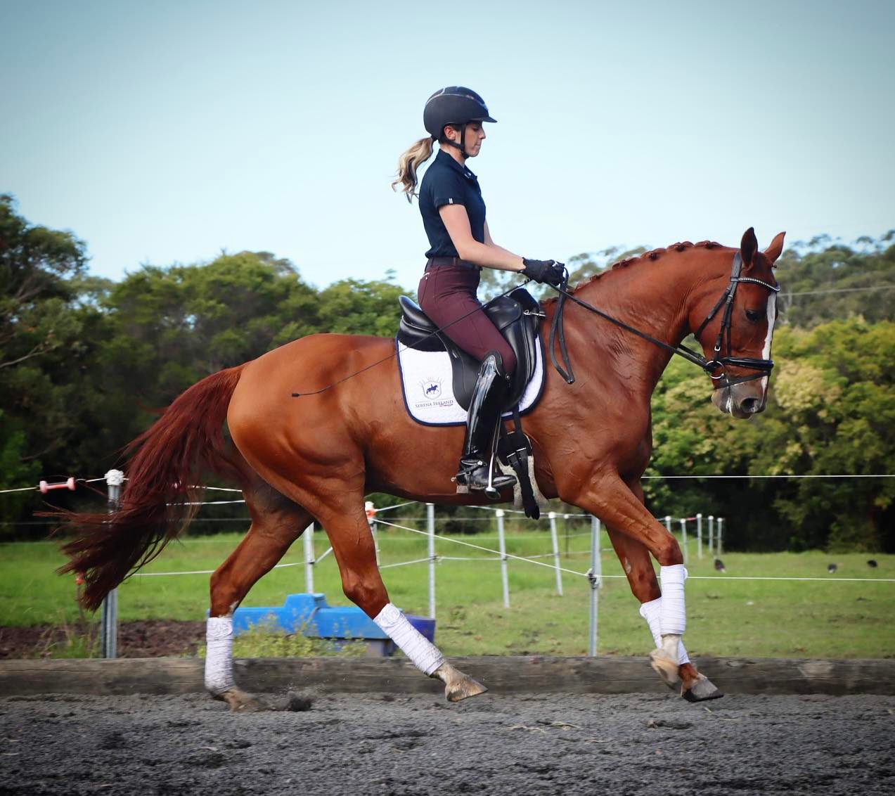 SOLD!! - Serena Ireland Dressage presents for sale | Every parent's dream horse