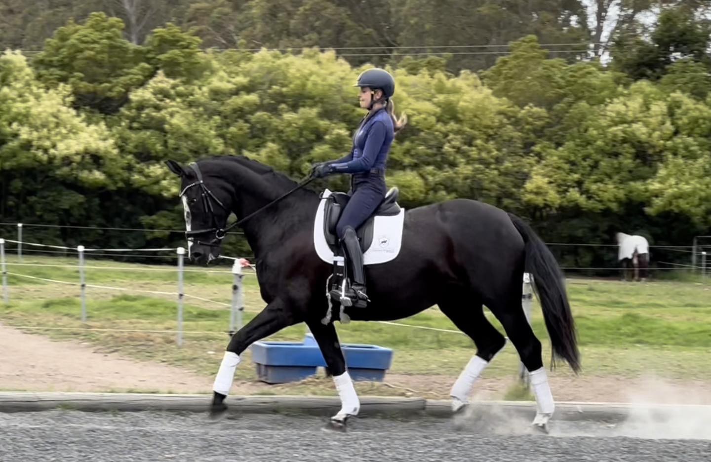 SOLD! - Serena Ireland Dressage presents for sale | Revelwood Olympia