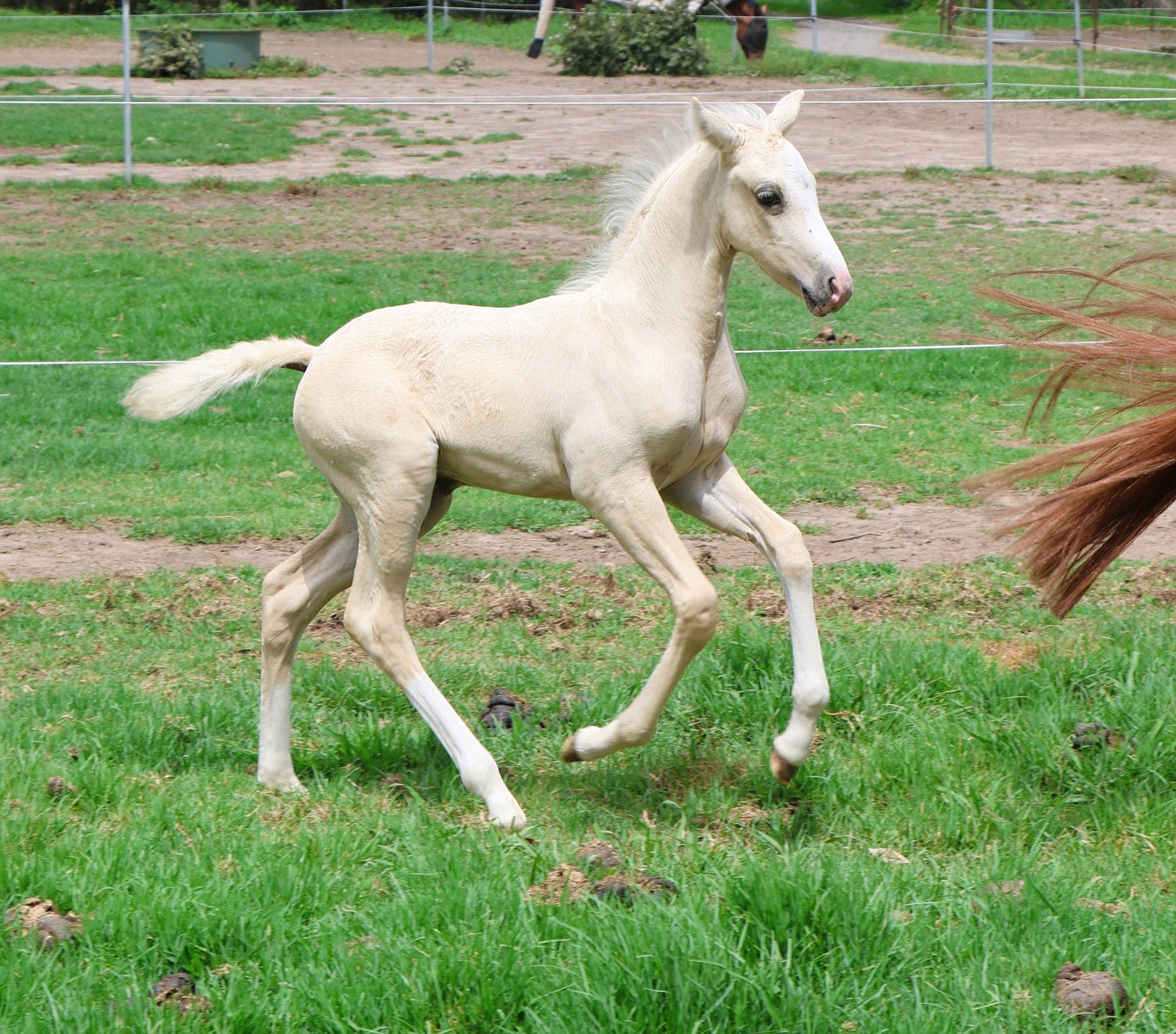 Serena Ireland Dressage Presents For Sale | A Star for the Future