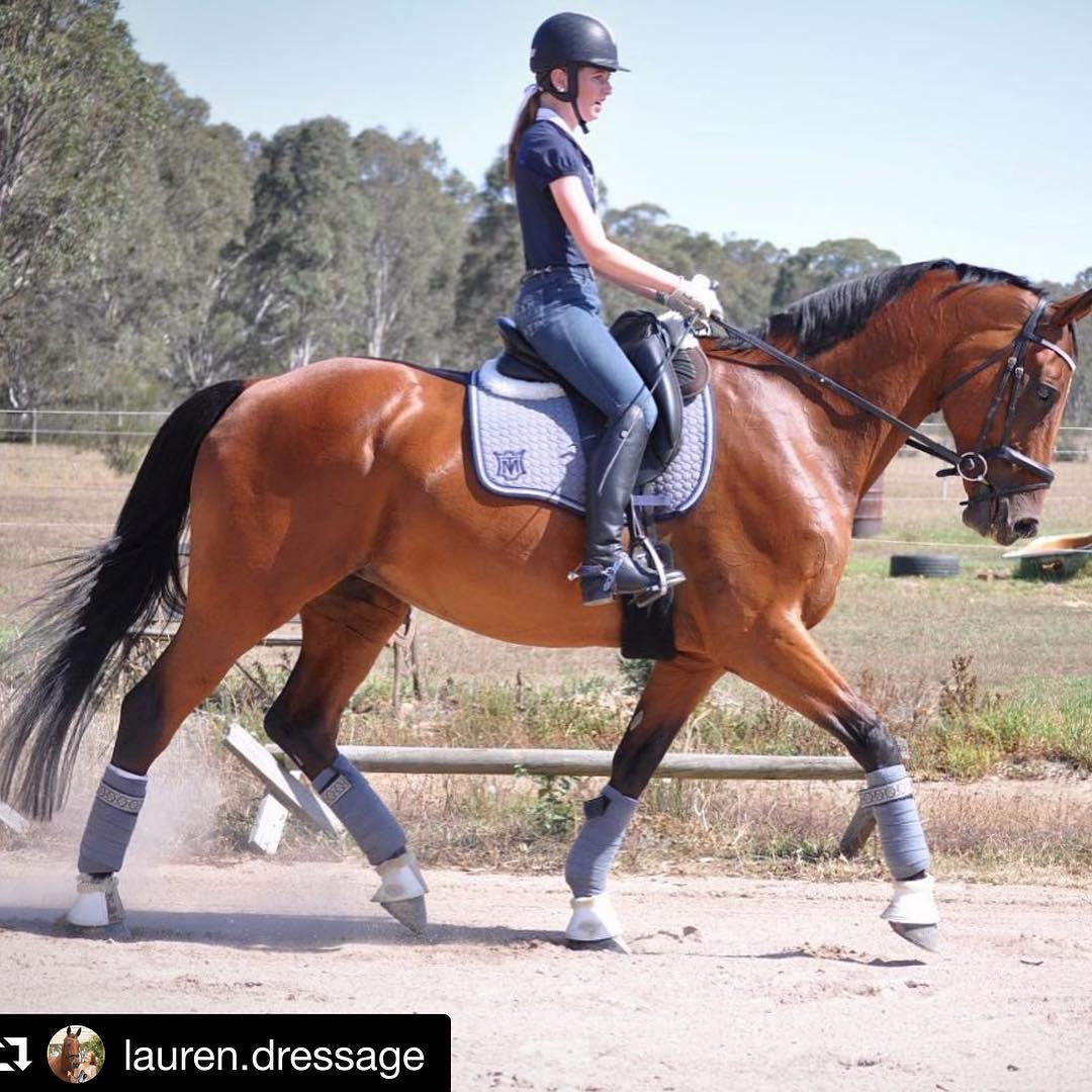 NGE Gallery | E.A.Mattes Saddle Pad