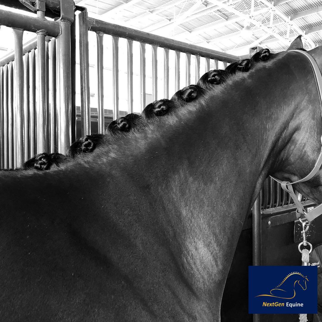 NGE Gallery | NTR Equestrian