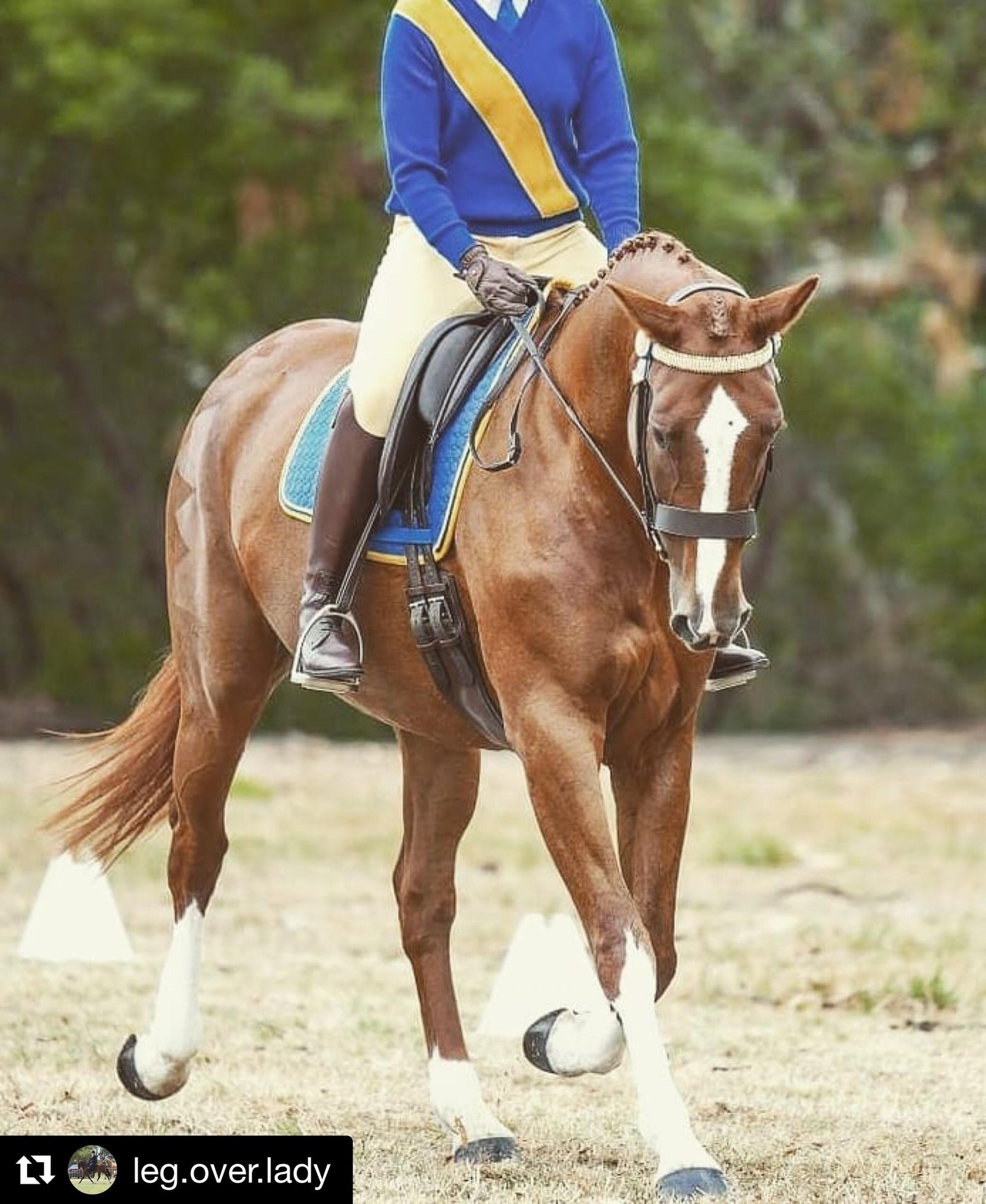 NGE GALLERY | E.A.Mattes Saddle Pad