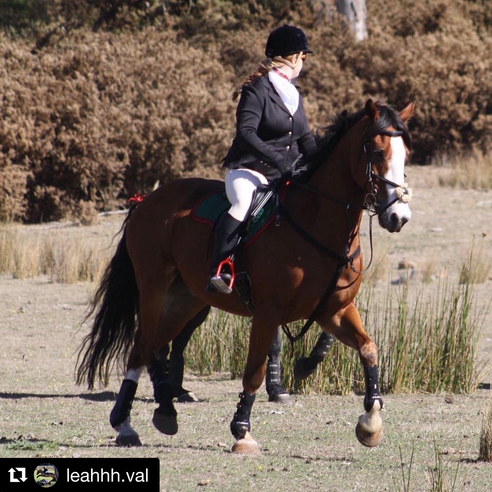 NGE GALLERY | E.A.Mattes Saddle Pad