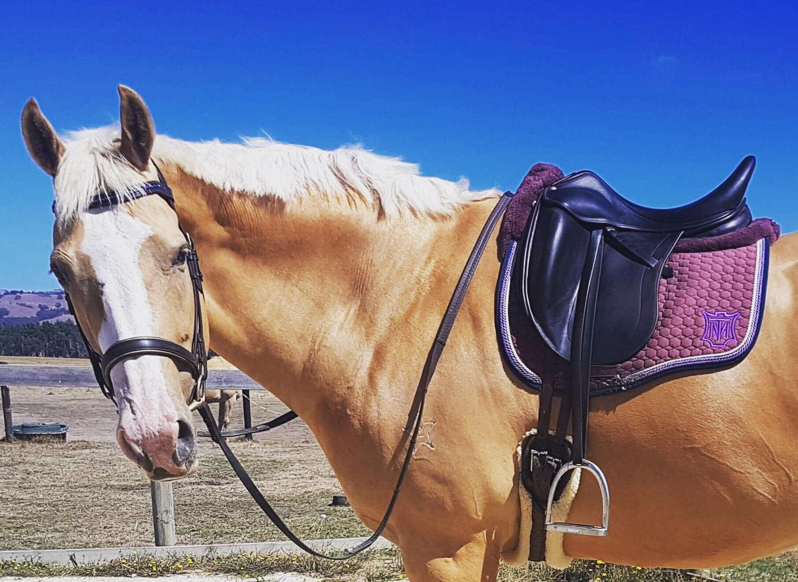 NGE GALLERY | E.A.Mattes Saddle Pad & Quilt Girth