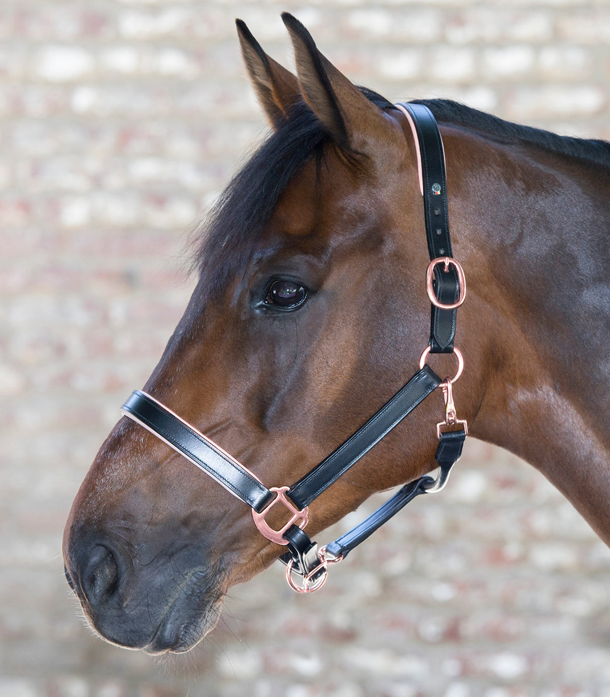 Waldhausen Halter XLine Rose Gold & Black | Cob & Full