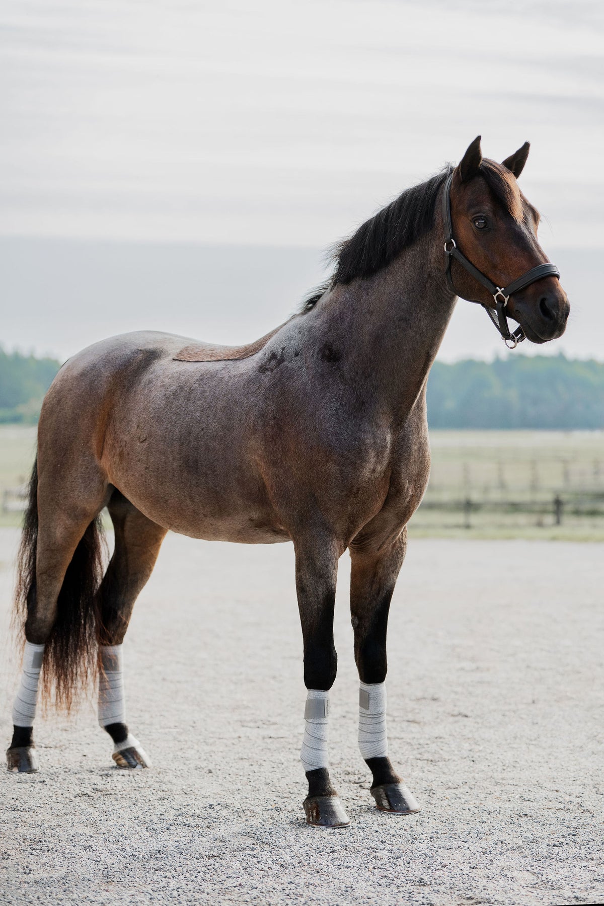 Incrediwear Equine Circulation Bandages | Grey Pair Pony