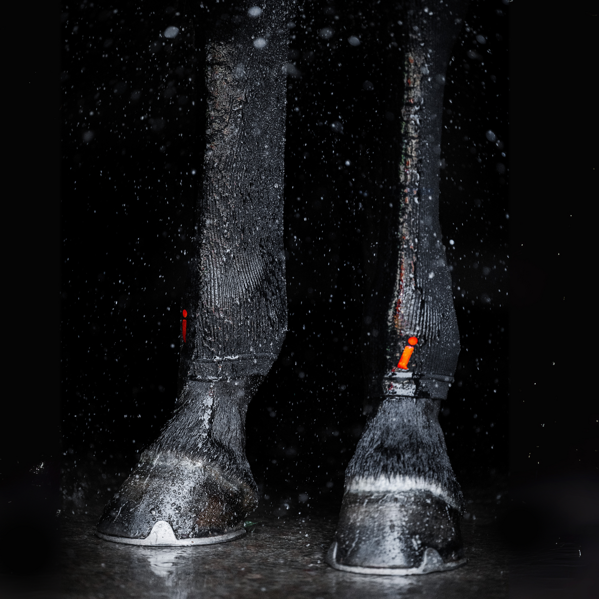 Incrediwear Equine Circulation Hock Sleeves | Black Pair One Size