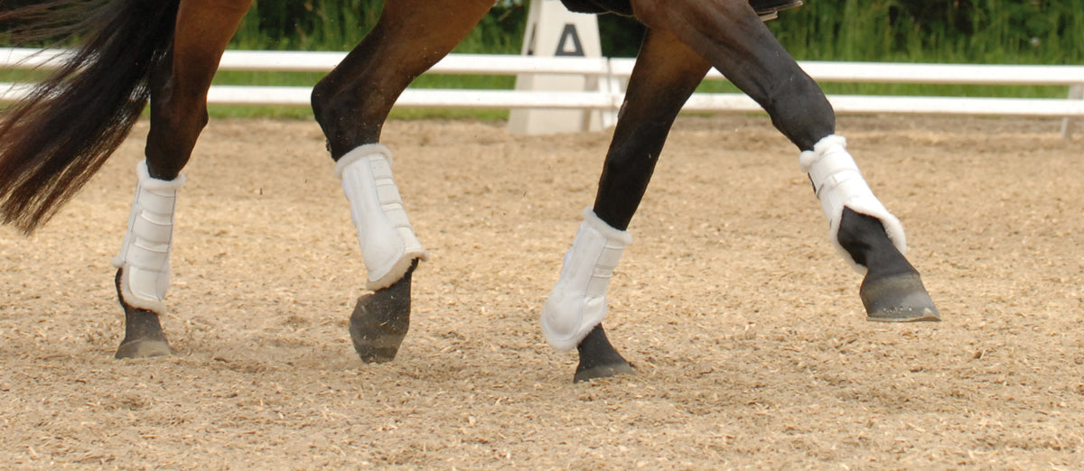 E.A.Mattes Professional Dressage Horse Boots Set of 4 Large - NextGen Equine 